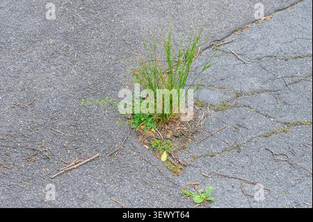 Erbacce verdi che crescono attraverso pavimentazioni asfaltate in un ambiente urbano. Foto Stock