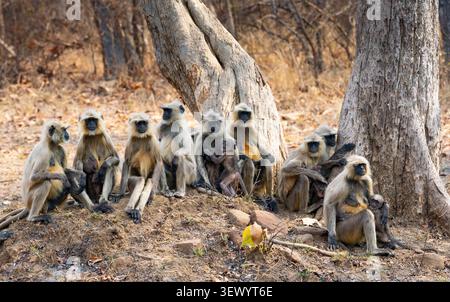 Pianure settentrionali: Lingua grigia (Semnopithecus entellus dufresne) Foto Stock