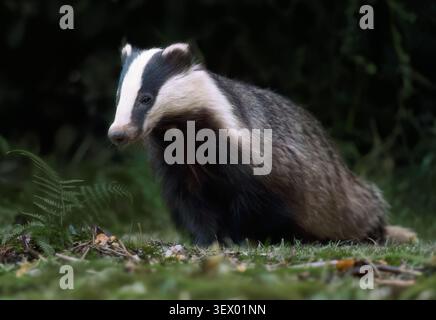 Un primo piano di un Badger maschio adulto (Meles meles) ai margini del bosco, nel Warwickshire Foto Stock