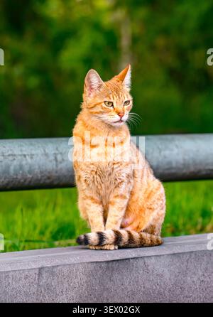 Il gatto da tavola arancione si trova su ringhiere in cemento Foto Stock