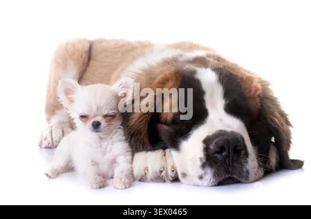 Cuccioli chihuahua e san Bernardo di fronte a uno sfondo bianco Foto Stock