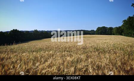 Un vasto campo di grano (Triticum) sotto un cielo azzurro limpido, con una fila di alberi all'orizzonte, il parco naturale Frankenwald, l'alta Franconia Foto Stock