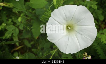Un fiore bianco con grandi petali, più grande alghe (Calystegia sepium), circondato da vegetazione verde in un ambiente naturale, Slunj, Croazia Foto Stock