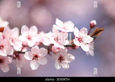 Prima piano di fiori di ciliegio rosa che sbocciano su rami di alberi nella calda luce estiva. Foto Stock