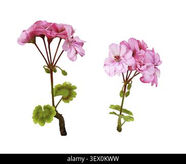 Set di fiori di geranio rosa e foglie verdi isolate su bianco Foto Stock