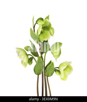 Fiori, boccioli e foglie verdi in una composizione floreale isolata sul bianco Foto Stock