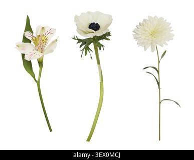 Set di fiori diversi isolati su bianco Foto Stock