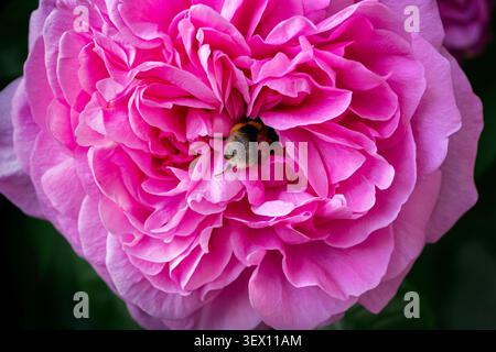 Primo piano di un bumblebee parzialmente nascosto all'interno di una rosa Gertrude Jekyll completamente aperta, che si allena in profondità all'interno dei petali densamente stratificati come il throu in movimento Foto Stock