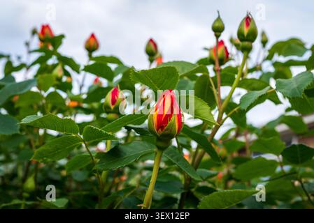 Le gemme primaverili delle rose Lady of Shalott emergono su un cespuglio di rose in giardino, catturando il fresco inizio di una nuova stagione di fioritura. Foto Stock