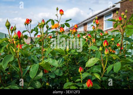 Le gemme primaverili delle rose Lady of Shalott emergono su un cespuglio di rose in giardino, catturando il fresco inizio di una nuova stagione di fioritura. Foto Stock