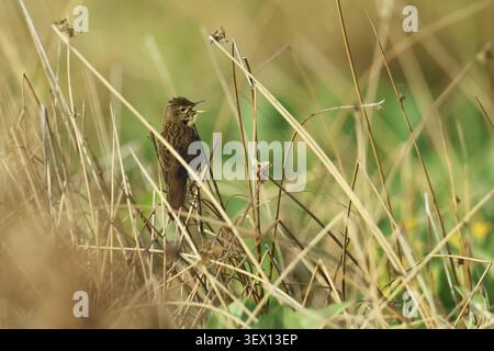 Common Grasshopper Warbler, Locustella naevia, am singen, Burbach Renania settentrionale-Vestfalia Foto Stock