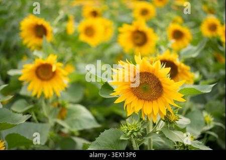 Foto orizzontale di un campo di girasoli gialli in fiore con un fiore prominente a fuoco su uno sfondo naturale leggermente sfocato. Foto Stock