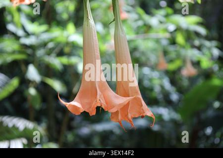 Abbina fiori di tromba d'Angelo, grandi fiori pendolari di pesca verso il basso (Brugmansia-versicolor) (macro, primo piano, foresta pluviale, tropicale, esotica) Foto Stock