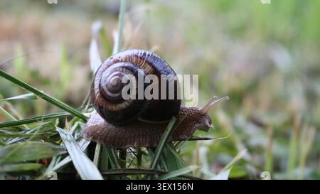 primo piano di una lumaca d'uva che scorre attraverso l'erba falciata. Il guscio rotondo, con il suo caratteristico motivo a spirale marrone, contrasta splendidamente con il morbido Foto Stock