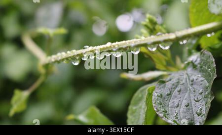 primo piano di un sottile stelo verde con una fitta fila di gocce di pioggia trasparenti appese ad esso. Gocce di pioggia estiva su un gambo verde, sfondo macro Foto Stock