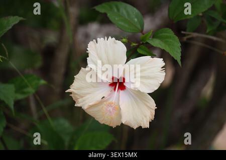 Fiore di ibisco singolo, petali bianchi, centro rosso ardito, piccole foglie verdi scure (Hibiscus-rosa-sinensis, Chinese-hibiscus) Foto Stock