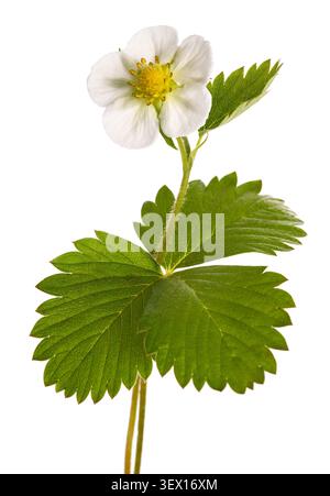 Primo piano di un fiore di fragola isolato su sfondo bianco. Fresca fioritura primaverile con delicati petali bianchi e centro giallo, botanico e agricolo Foto Stock