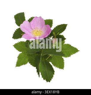Rosa rosa, boccioli e foglie isolate su bianco Foto Stock