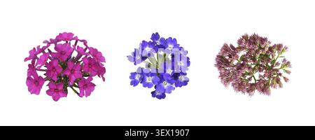Set di fiori colorati isolato su bianco Foto Stock