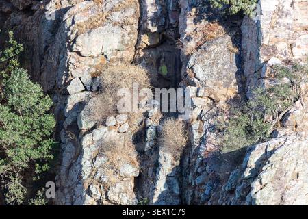 Aironi grigi arroccato su una ripida scogliera rocciosa a Monfrague, in Estremadura, Spagna, e Ardea cinerea che riposa nel suo habitat naturale selvaggio Foto Stock