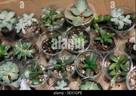 Collezione di piante succulente assortite in piccoli vasi di plastica su tavola di legno Foto Stock