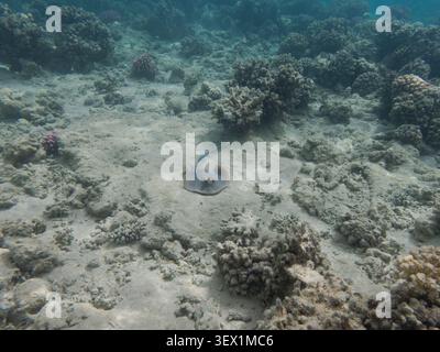 Raggio a coda di manzo blu che riposa sulla barriera corallina sabbiosa nel mare rosso Foto Stock