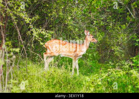 Cervo avvistato nello Sri Lanka, noto anche come cervo dell'asse dello Sri Lanka, asse dell'asse ceylonensis, nella foresta del Parco nazionale di Udawalawe, Sri Lanka. Foto Stock