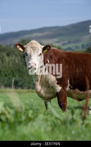 Mandria di bovini Hereford su rigogliosi pascoli a fine estate. Cumbria, Regno Unito. Foto Stock