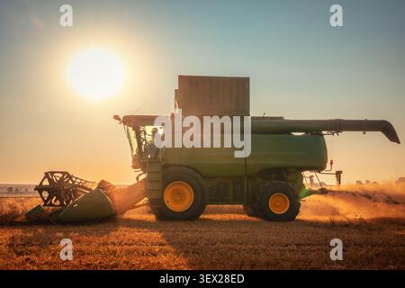 La mietitrebbia verde raccoglie il grano al tramonto dorato Foto Stock