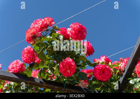 Rose rosse fresche appese sulla recinzione, giardino blu Foto Stock