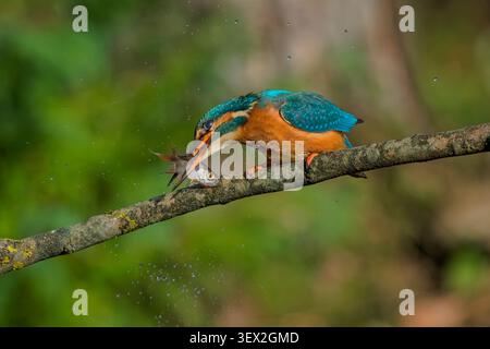 Un sorprendente kingfisher comune si trova su un ramo con le sue prede di pesce appena pescate, mostrando un intenso comportamento di caccia nel suo habitat naturale fluviale. Foto Stock