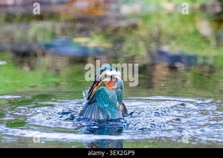 Un kingfisher dinamico e comune irrompe attraverso la superficie dell'acqua, creando schizzi e increspature durante il bagno o la caccia nel suo habitat di acqua dolce. Foto Stock