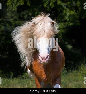 Ritratto della vista frontale di un cavallo islandese bianco spruzzato con una suggestiva criniera di lino e una marcatura facciale bianca. Foto Stock