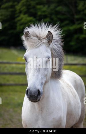 Cavallo islandese grigio in piedi in un pascolo con una recinzione di legno e alberi verdi scuri sullo sfondo. Foto Stock