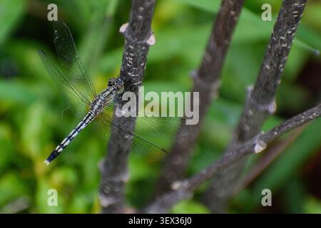Una variegata dragonfly skimmer verde aggrappata al fusto di un albero. Fotografato nella parte occidentale di Singapore. Foto Stock
