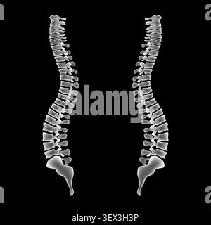 Illustrazione vettoriale dello scheletro della colonna vertebrale umana isolata su sfondo nero. Vista laterale a raggi X delle coppie di spine dorsali e delle colonne vertebrali anatomiche. Illustrazione Vettoriale