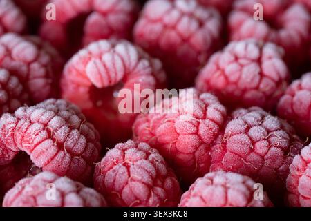 Primo piano di lamponi maturi che mostrano tonalità rosse e rosa ricche, superficie ghiacciata e grappoli di drupe testurizzati Foto Stock