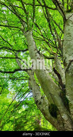 Prospettiva verso l'alto lungo un tronco d'albero in una fitta tettoia verde nella natura svizzera Foto Stock