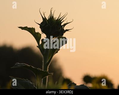 Silhouette di un singolo capo di girasole non aperto contro un cielo arancione caldo del crepuscolo in campagna. Foto Stock