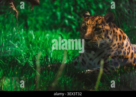 Jaguar Panthera onca, gatto maestoso che guarda la macchina fotografica nella natura selvaggia. Foto Stock