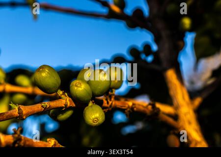 Primo piano di bacche di caffè verde crude e non maturi che si sviluppano sui rami degli alberi durante la luce dorata in una piantagione rurale, in Brasile. Foto Stock
