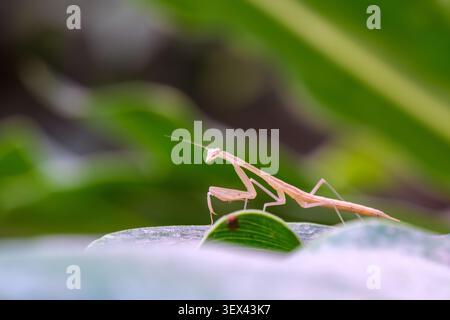 la ninfa egiziana di pregare (Miomantis paykullii) sulla foglia, il Cairo, Egitto Foto Stock