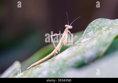 la ninfa di preghiera egiziana (Miomantis paykullii), vista frontale sulla foglia, il Cairo, Egitto Foto Stock