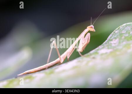 mantide di preghiera egiziana (Miomantis paykullii) ninfa in profilo, fronzoli raptoriali visibili, Cairo, Egitto Foto Stock