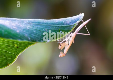 la ninfa egiziana di pregare (Miomantis paykullii) sul bordo della foglia, il Cairo, Egitto Foto Stock