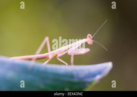 mantide di preghiera egiziana (Miomantis paykullii) ninfa, dettaglio testa e fronzoli, Cairo, Egitto Foto Stock
