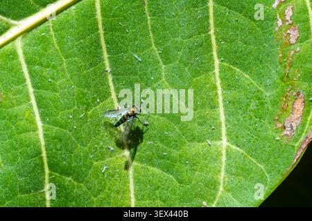 Condylostylus sp. Mosca a gambe lunghe su foglia, corpo iridescente, giardino del Cairo, Egitto. Foto Stock