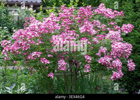 L'arbusto rosa rosa di Mozart nel giardino estivo Foto Stock