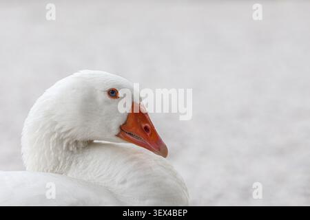 Primo piano di un'oca bianca domestica con un becco arancione e occhi blu su uno sfondo luminoso e sfocato. Foto Stock