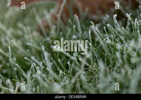 Prima vista di cristalli di ghiaccio scintillanti e brina su lame d'erba verdi al mattino Foto Stock
